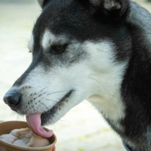 Ein Hund leckt an einem Eis im Becher